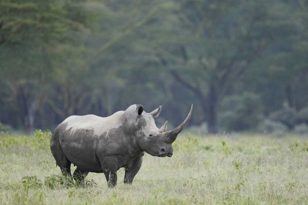Kenya, Nakuru NP White rhinoceros grazing